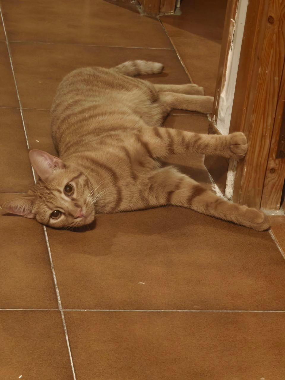 Enano, our 2nd cat