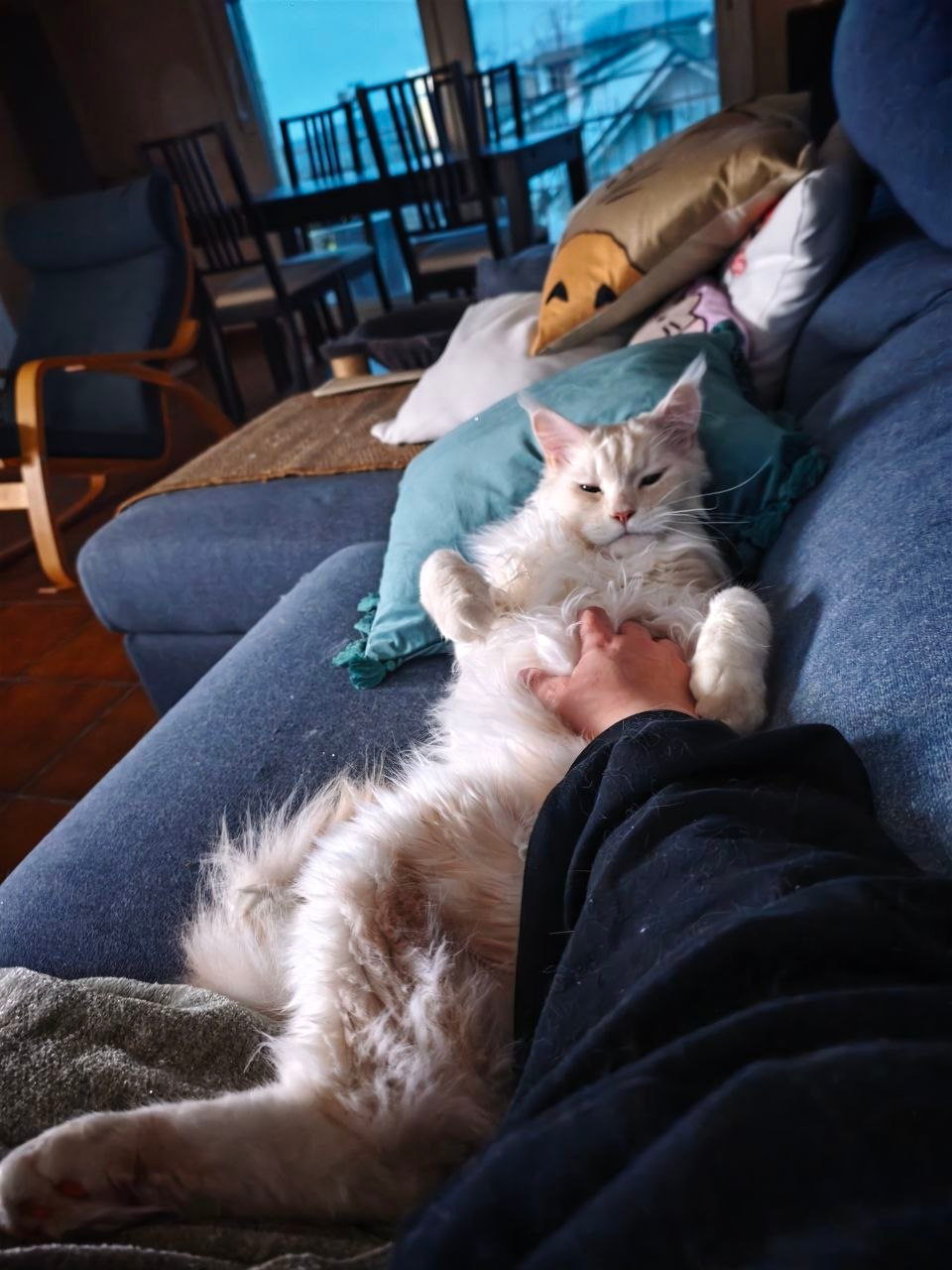 Haku, our 1st cat