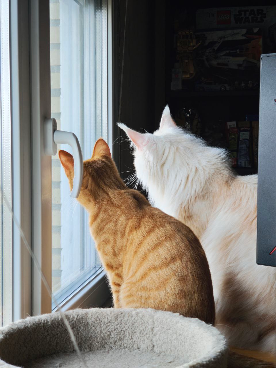 Haku & Enano enjoying the views